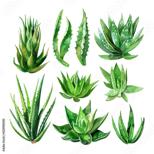 Watercolor painting of aloe vera set collection isolated on white background, whole and half aloe vera, aloe vera plant set 