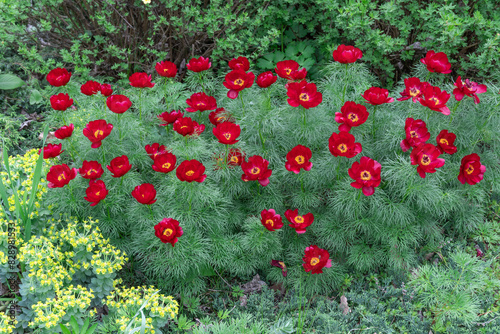 Blossom bush red peony narrow leaved in garden. Herbaceous species paeonia tenuifolia close-up. Beautiful flowers voronets opens on background green thin leaves. Springtime nature in bloom.