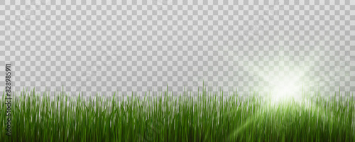 Grass border, vector illustration. Vector grass, lawn. Grass png, lawn png. Green grass with sun glare.	
