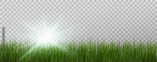 Grass border, vector illustration. Vector grass, lawn. Grass png, lawn png. Green grass with sun glare.	