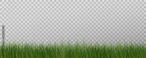 Grass border, vector illustration. Vector grass, lawn. Grass png, lawn png. Green grass with sun glare.	