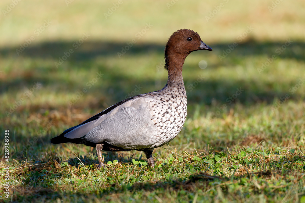Photograph of an Australian Wood Duck eating grass in a large grassy field in the Blue Mountains in NSW, Australia. Photograph of an Australian Wood Duck eating grass in a large grassy field in the Blue Mountains in NSW, Australia.