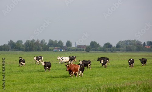 spotted cows run in green summer meadow in holland