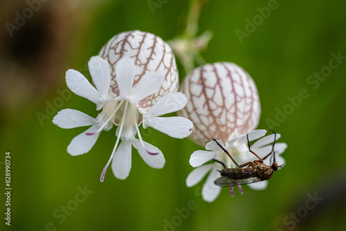 Fliege sitzt auf der Blüte des Taubenkropf-Leimkraut (Silene vulgaris)