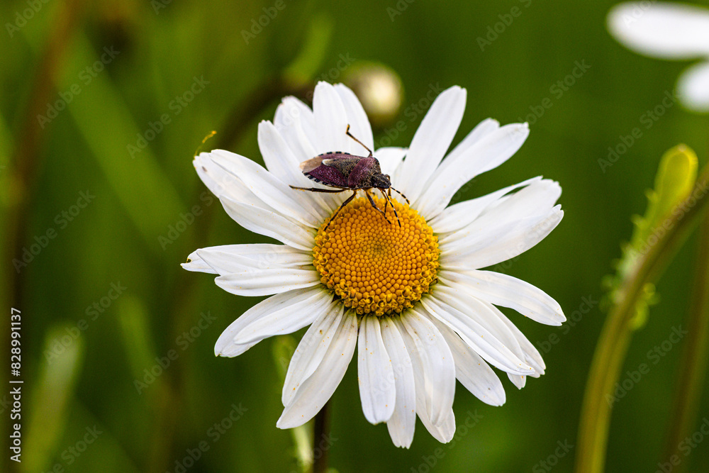 Beerenwanze (Dolycoris baccarum) auf der Blüte einer Margerite Beerenwanze (Dolycoris baccarum) auf der Blüte einer Margerite