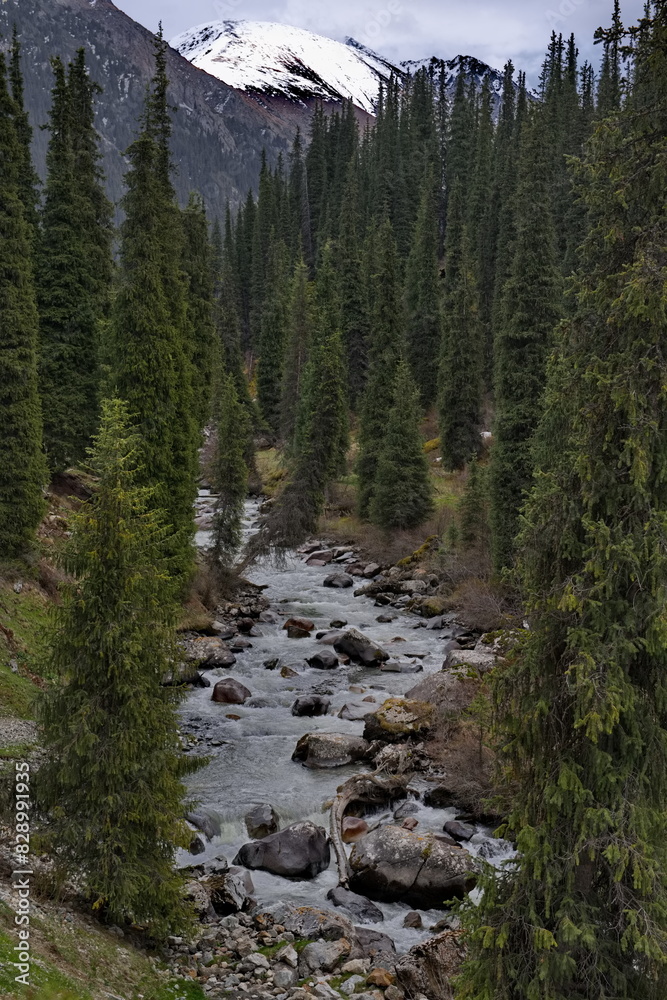 Kyrgyzstan, the eastern shore of Lake Issyk-Kul. The mountains overgrown with fir trees in the valley of the Arashan River. Kyrgyzstan, the eastern shore of Lake Issyk-Kul. The mountains overgrown with fir trees in the valley of the Arashan River.
