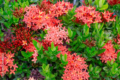 Beautiful red flowers bloomed on a bush in Thailand. Dok Khem plant. Tropical floral background photo