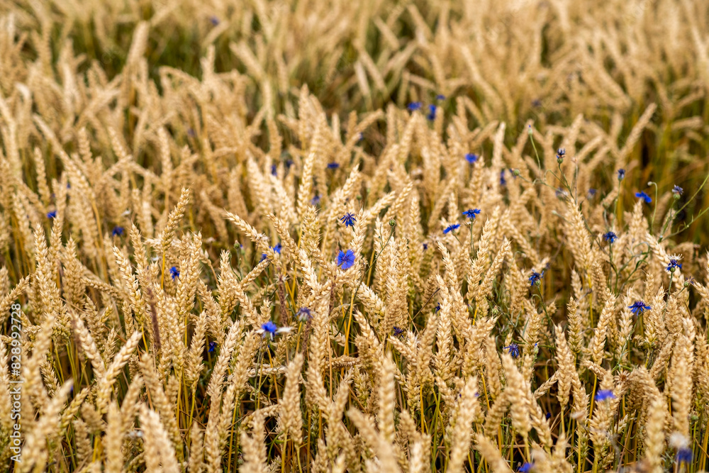 Juicy fresh ears of young green wheat on nature in spring summer field close-up of macro. Green Wheat field blowing in the rural Indian fields. Germany.