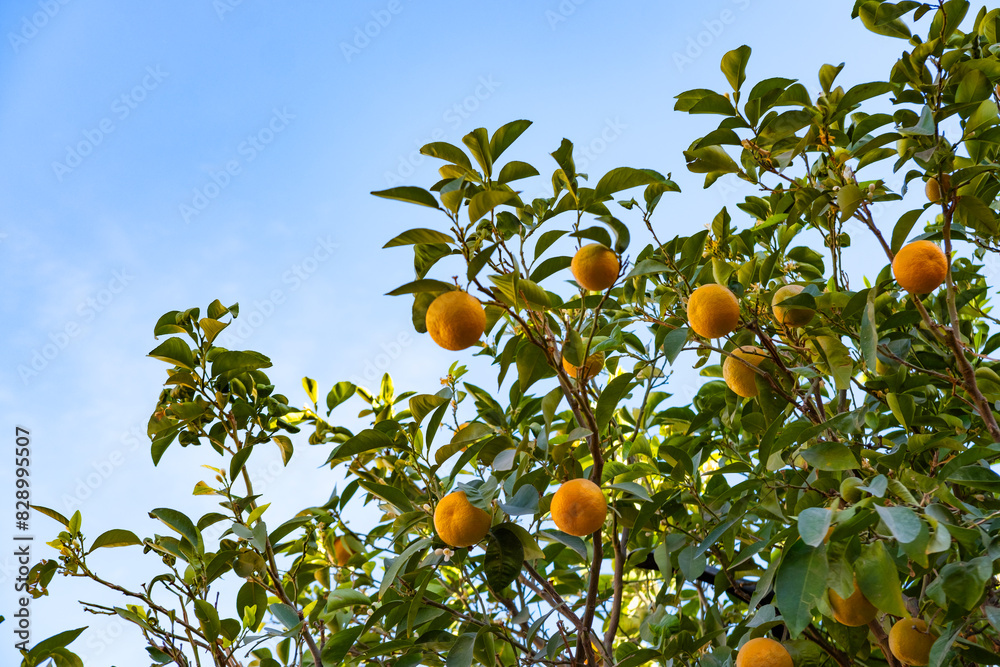 orange tree adorned with plump, Rutaceae family, sun-kissed vibrant citrus fruits, nature's abundance and beauty of simplicity orange tree adorned with plump, Rutaceae family, sun-kissed vibrant citrus fruits, nature's abundance and beauty of simplicity