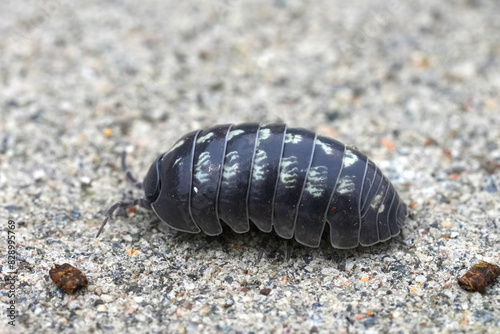 Closeup on an unusual bright colored pillbug , Armadillidium vulgare in North California photo
