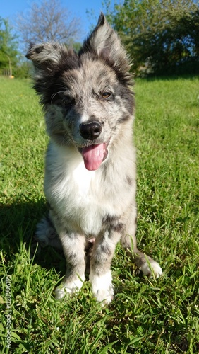 chiot border collie