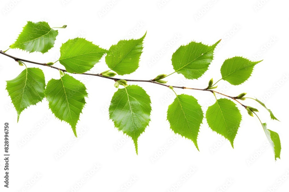 Birch Leaves on White Background. Green Young Leaves and Buds of Birch Tree Birch Leaves on White Background. Green Young Leaves and Buds of Birch Tree