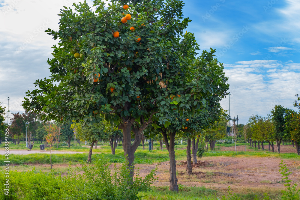 orange tree in garden, cultural immersion, agricultural heritage, lush greenery, nature's cycles, bountiful harvest