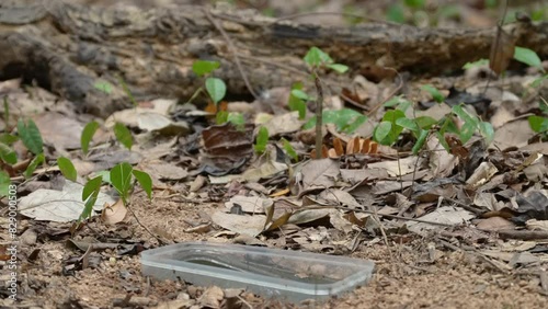 Halcyon coromanda bird catches fish birdwatching in the forest . photo