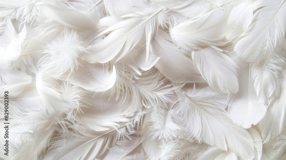 Background of white feathers Background of white feathers