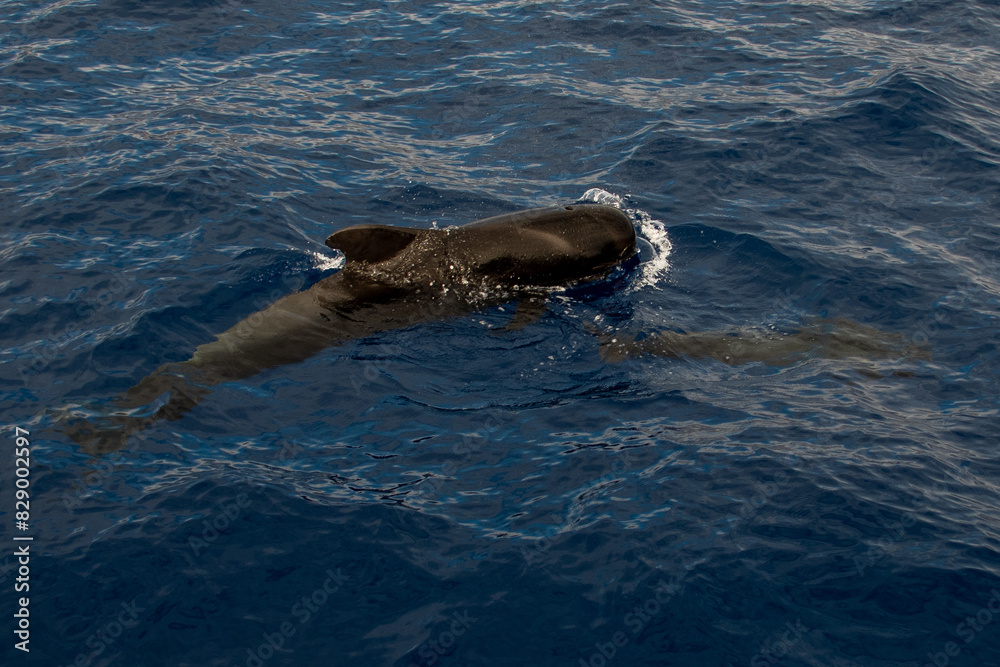 Naklejka premium Ballena Piloto (Rorcual)
