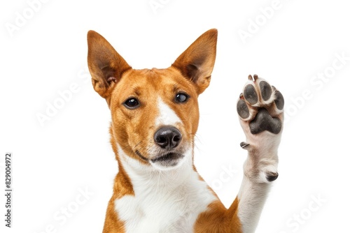 Dog Paw. Adorable Basenji Dog Smiling and Giving High Five Isolated on White Background