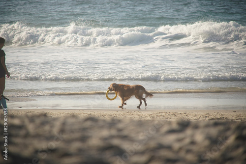 dog playing on the beach © Ana