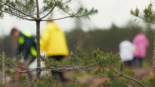 Supporting Sustainability: Volunteers Replant Trees in Cleared Forest Area photo