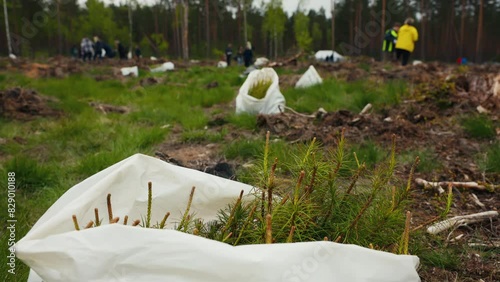 Volunteers Restore Cleared Forest with Tree Replanting for Sustainability photo