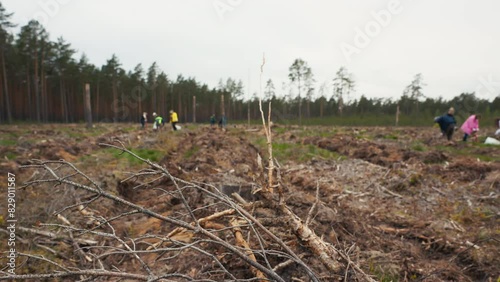Environmental Action: Volunteers Replant Trees in Cleared Forest to Restore Area photo