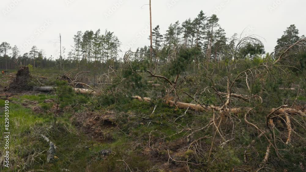 The landscape is disrupted and felled trees are evidence of deforestation aftermath The landscape is disrupted and felled trees are evidence of deforestation aftermath