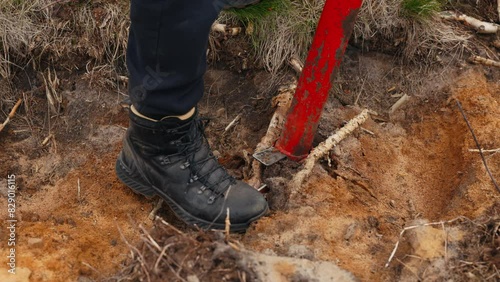 Restoration Efforts: Volunteers Replant Trees in Cleared Forest for Sustainability photo