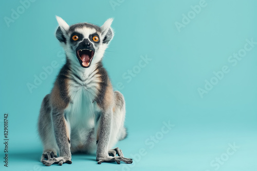 Lemur with wide eyes and open mouth against light blue background, expressive and alert, primate staring, animal photo