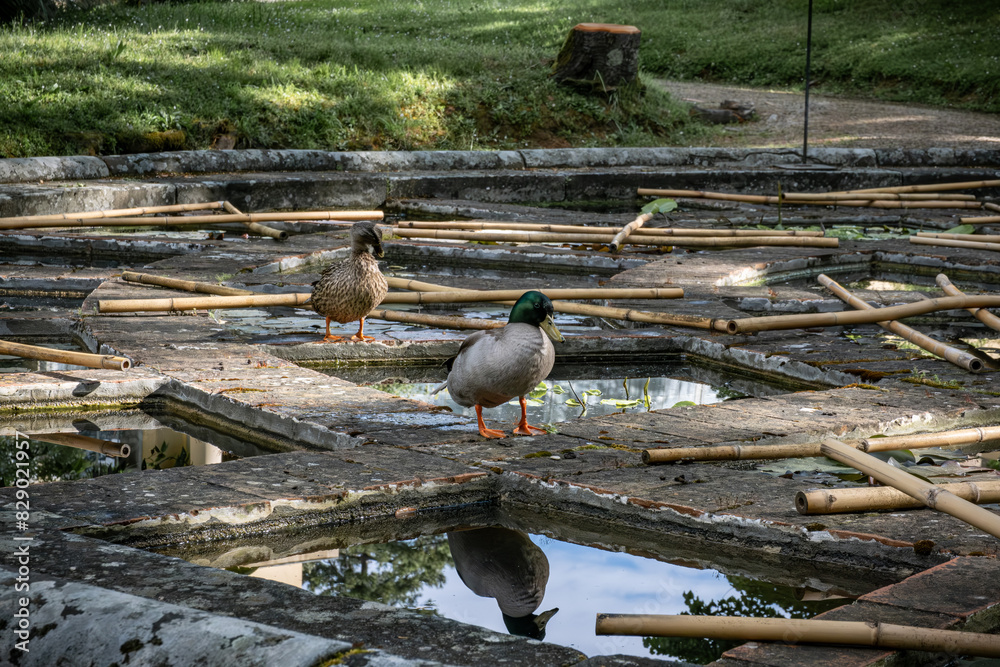 Fototapeta premium Duck couple in water lilies aquarium of a botanical garden