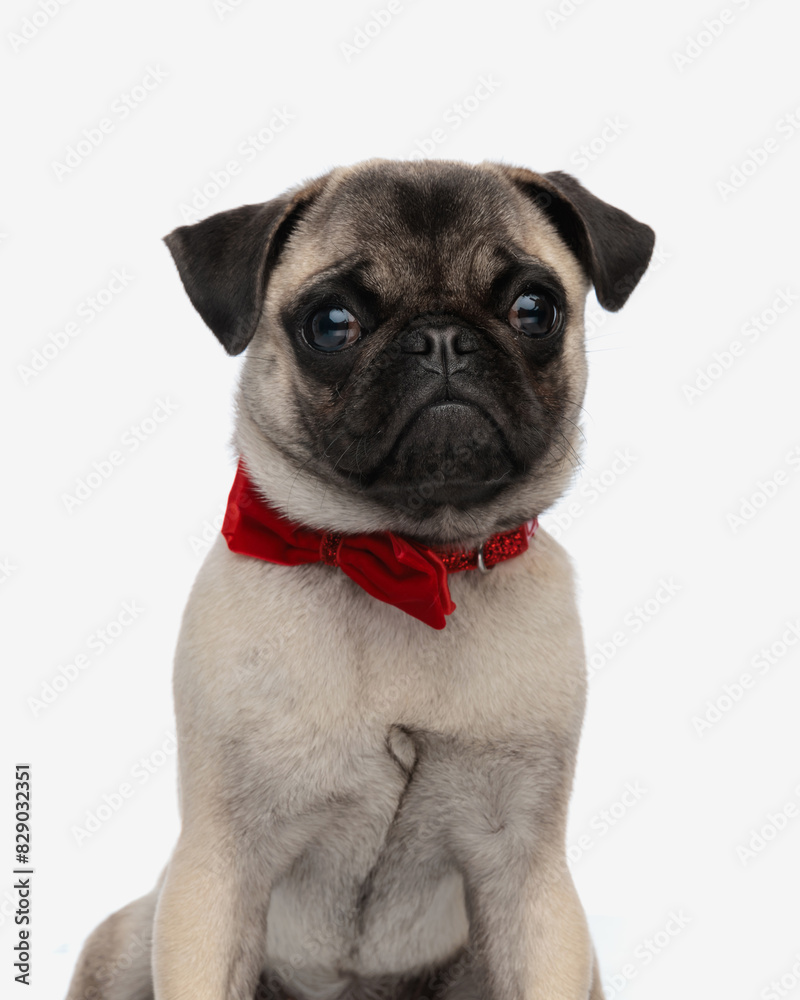 adorable elegant pug dog wearing red bowtie and looking forward