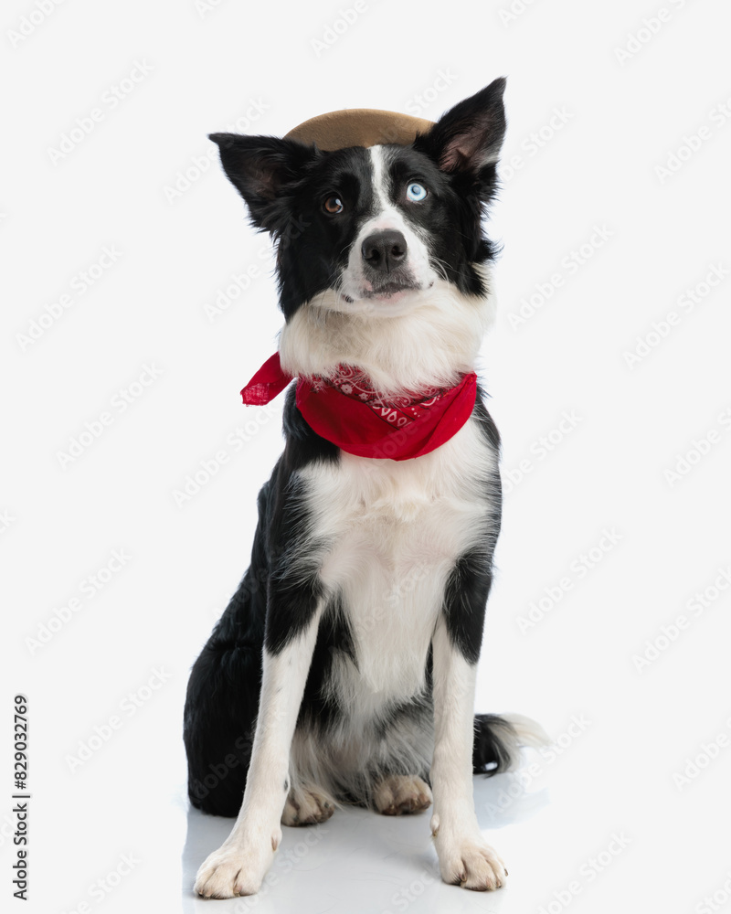 eager little border collie puppy with hat and red bandana looking up