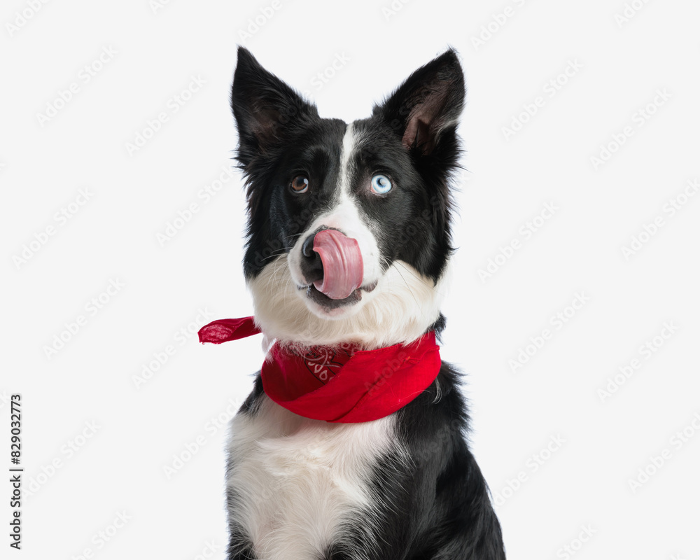 lovely border collie dog with red bandana licking nose and looking up lovely border collie dog with red bandana licking nose and looking up