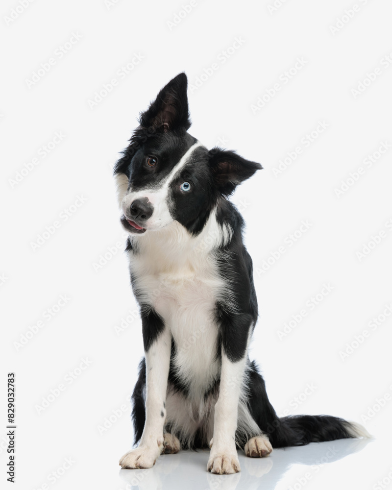 precious border collie puppy tilting head and looking at camera