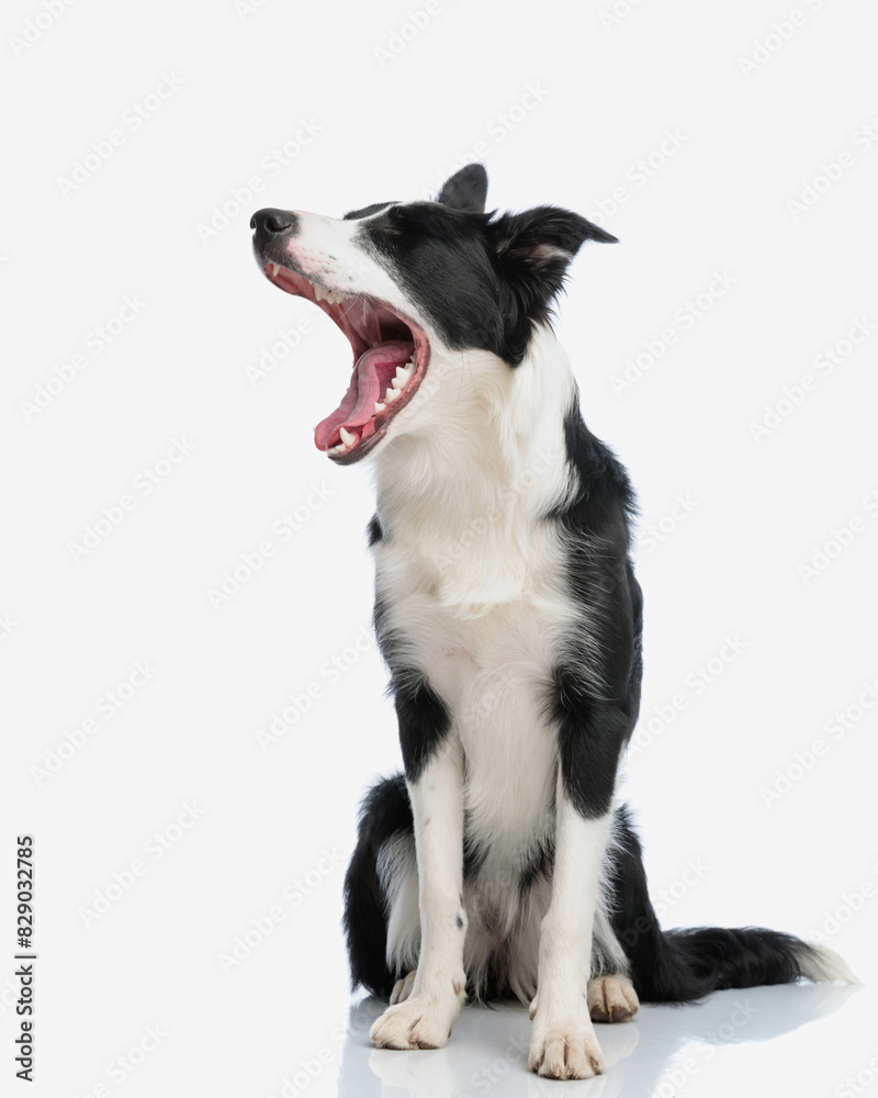 lazy border collie puppy looking to side and yawning