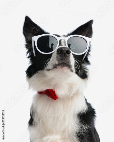 Fototapeta Naklejka Na Ścianę i Meble -  cute elegant border collie dog with sunglasses and bowtie looking up