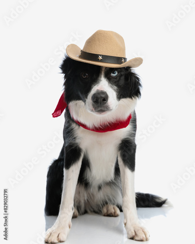 adorable border collie dog with red bandana wearing hat and looking forward