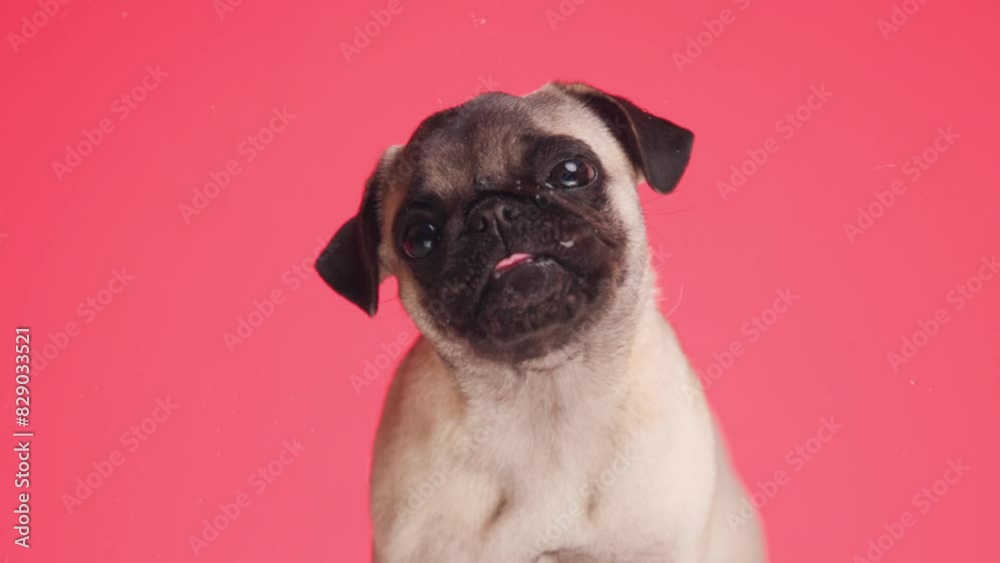 slow motion video of adorable little mops dog sticking out tongue, being hungry and licking transparent plexiglass on red background slow motion video of adorable little mops dog sticking out tongue, being hungry and licking transparent plexiglass on red background