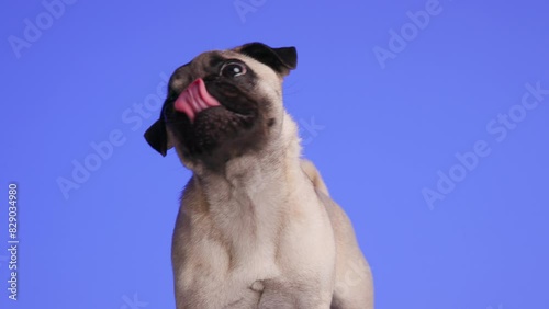 greedy adorable pug puppy looking up, licking nose and being impatient in front of purple background in studio