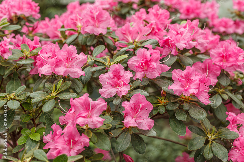 Beautiful blooming pink Azalea bushes Beautiful blooming pink Azalea bushes