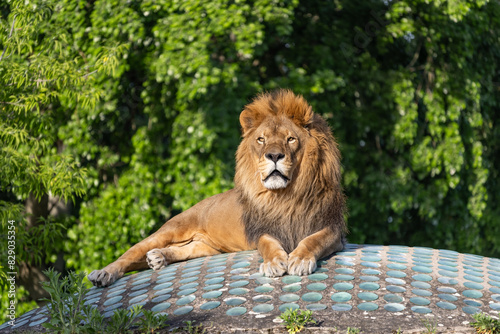 Lew w warszawskim zoo. Polska
A lion in the Warsaw zoo. Poland