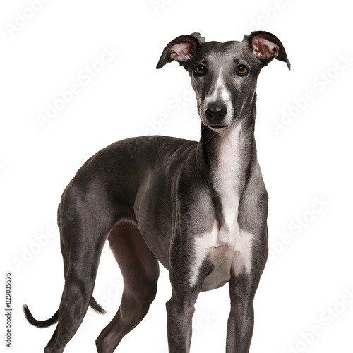 isolated italian greyhound 