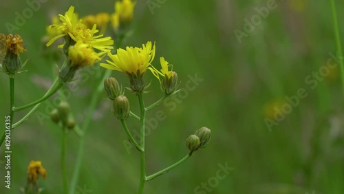 Catsear in field, slight breeze, spring (Hypochaeris radicata) - (4K) photo