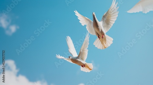 White Pigeon in flight against the blue sky  pigeons in flight