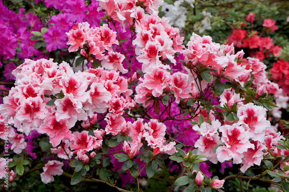 Big white-pink azalea bush or rhododendron in garden. Season of flowering azaleas (rhododendron). Colorful purple red azalea flowers in Japan park. Beautiful flowering azalea shrub is highly toxic Big white-pink azalea bush or rhododendron in garden. Season of flowering azaleas (rhododendron). Colorful purple red azalea flowers in Japan park. Beautiful flowering azalea shrub is highly toxic