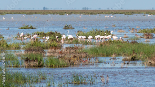 Group of flamingoes feeding at Donana National Park, Spain