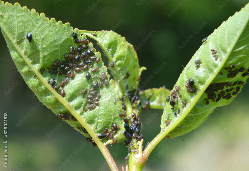 Aphids (Aphididae) on leaves and stems of plants Aphids (Aphididae) on leaves and stems of plants