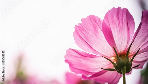 closeup of beautiful nature pink flower with white background and copy space using as background natural plants landscape ecology cover page concept