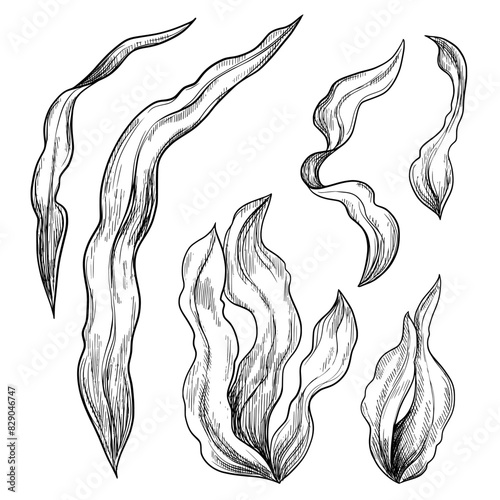 Algae hand drawn vintage vector sketch drawing