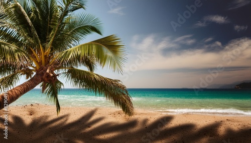 palm tree on the tropical beach