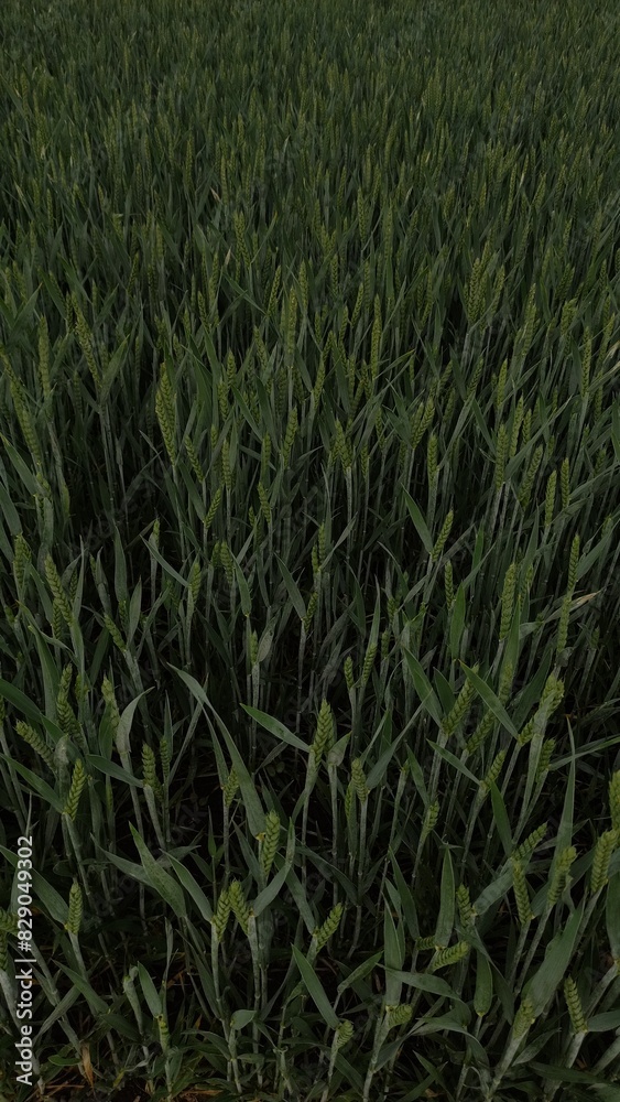 green wheat field green wheat field